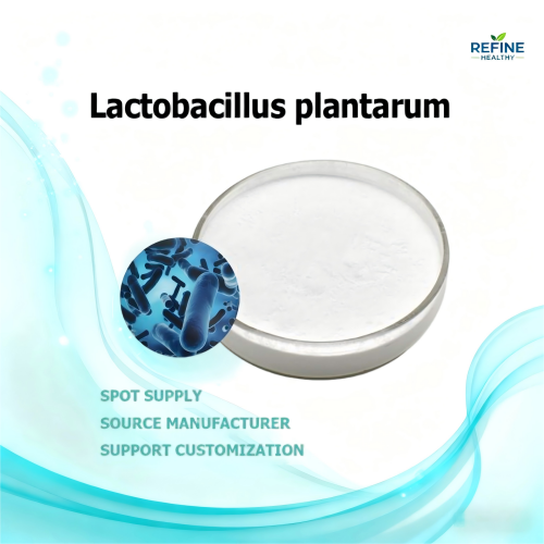 Lactobacillus plantarum powder